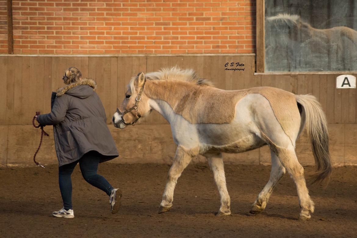 Fjordhest Boye billede 9