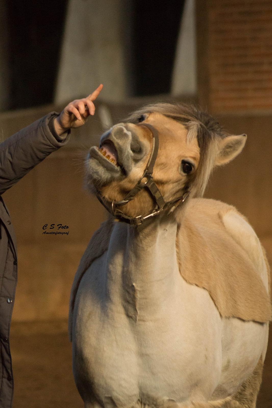 Fjordhest Boye billede 1