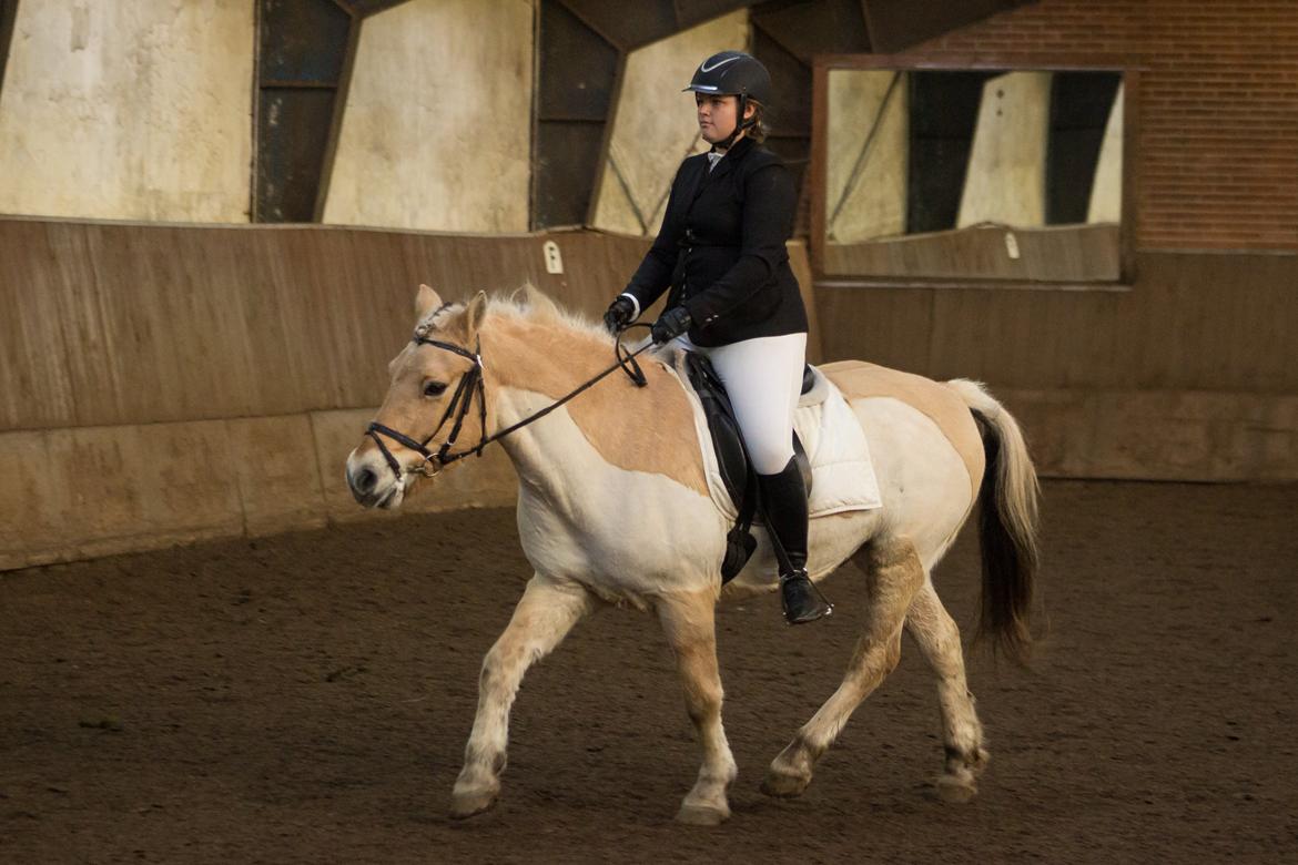 Fjordhest Boye billede 17