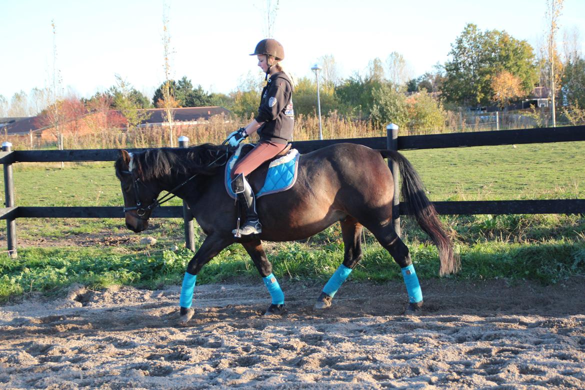 Anden særlig race Bakkegårdens Playboy - 6 års dagen, vi har rykket os så meget <3 *Foto Simone* [28-10-2015] billede 2