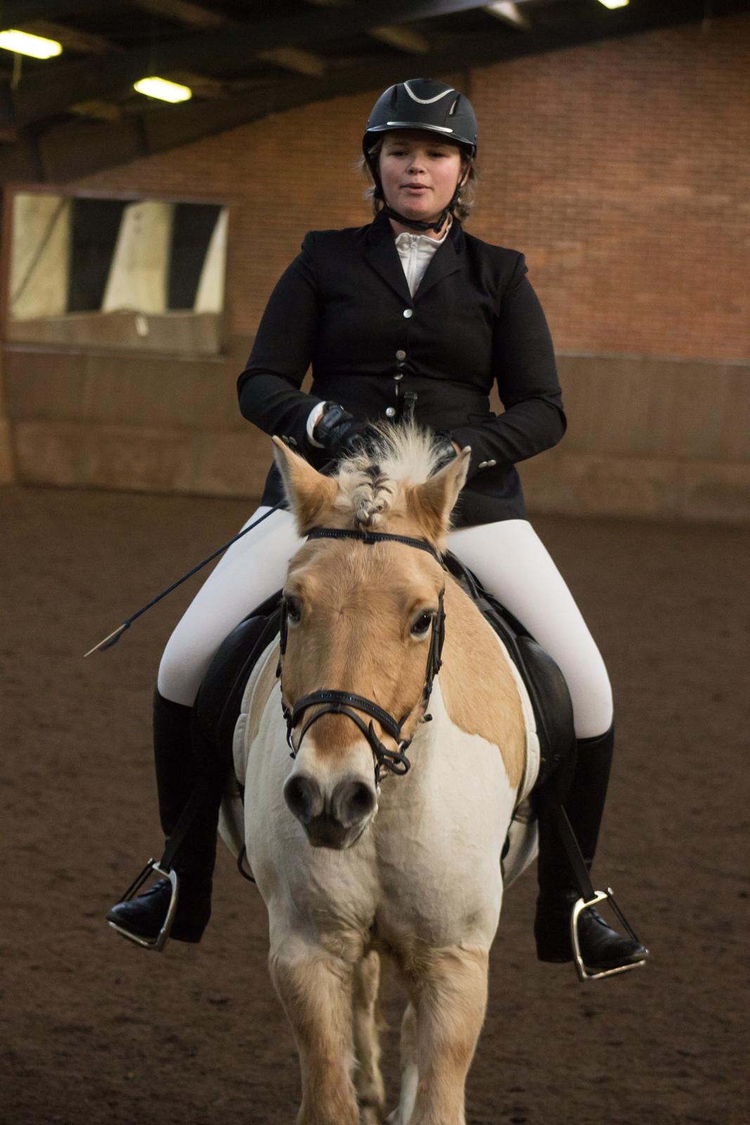 Fjordhest Boye billede 19