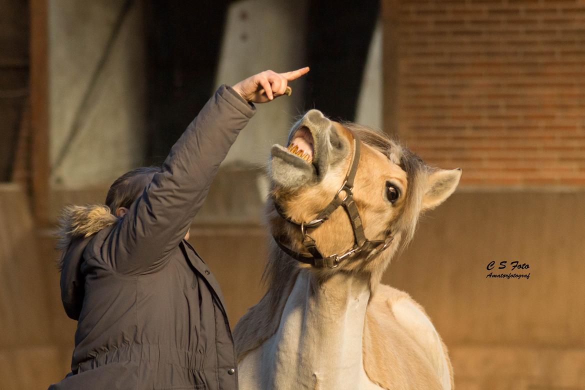 Fjordhest Boye billede 7