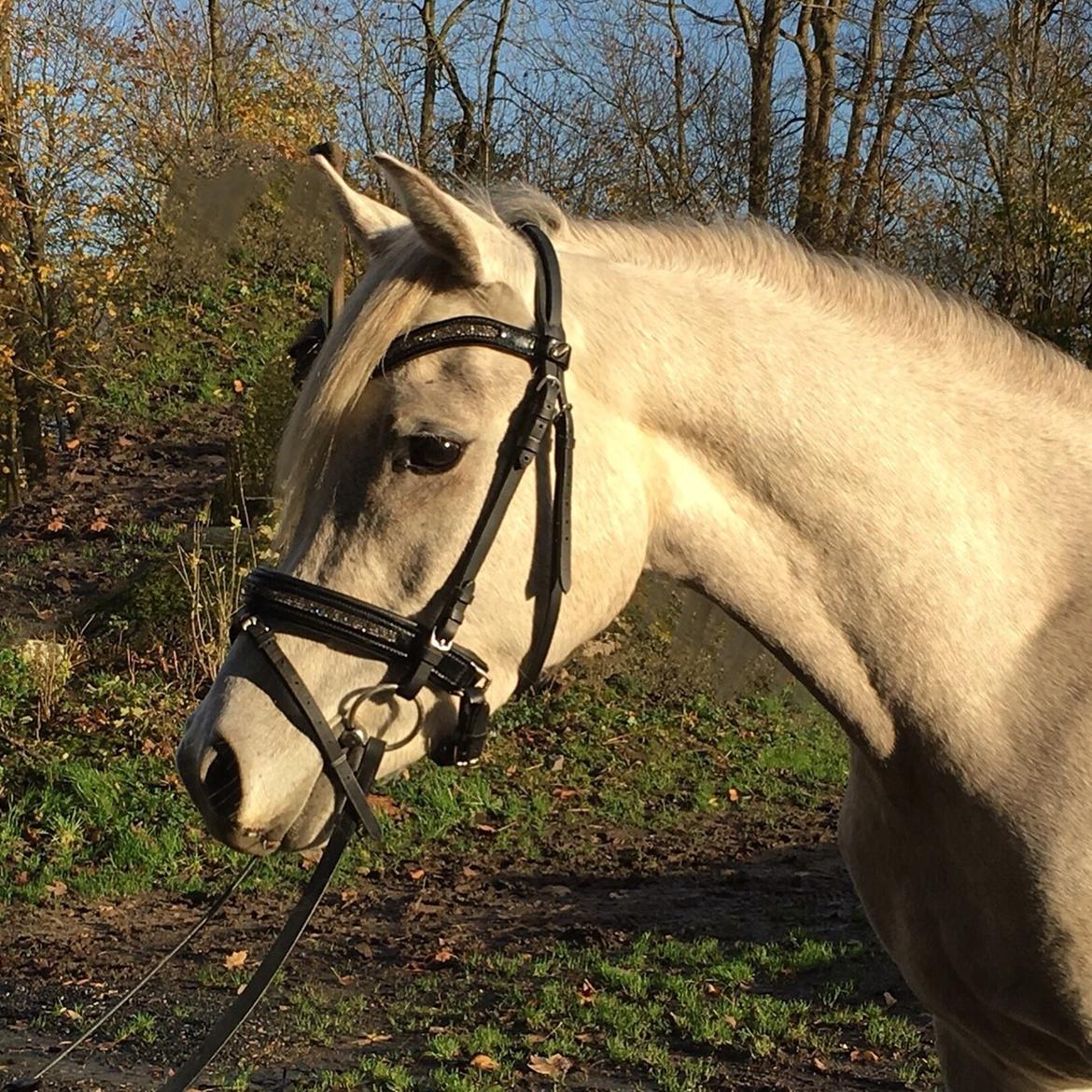 Arabisk fuldblod (OX) JBA JOANA OX -tidligere hest - NOVEMBER 2015 billede 22