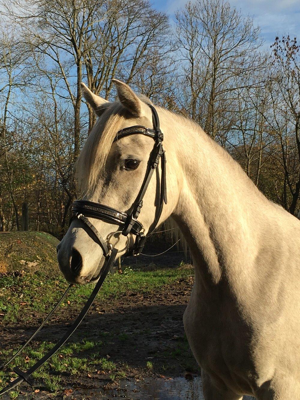 Arabisk fuldblod (OX) JBA JOANA OX -tidligere hest - Min smukke efterårs mule :-* NOVEMBER 2015 billede 1