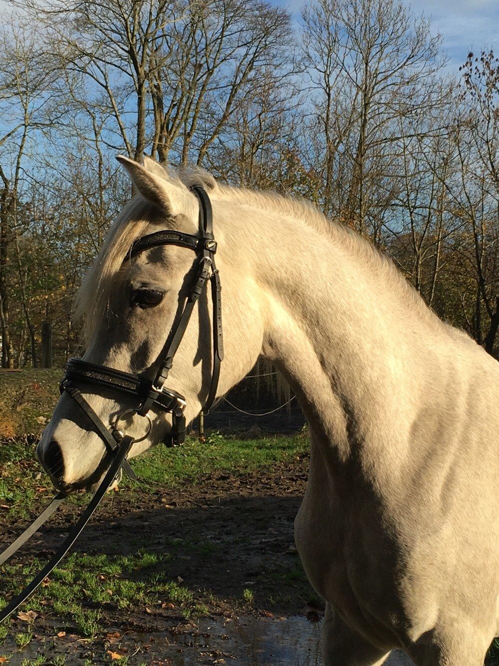 Arabisk fuldblod (OX) JBA JOANA OX -tidligere hest - NOVEMBER 2015 billede 23