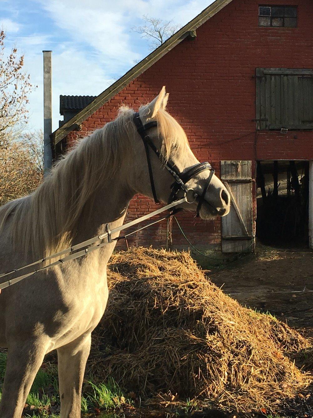 Arabisk fuldblod (OX) JBA JOANA OX -tidligere hest - NOVEMBER 2015 -lige en lækker mødding i baggrunden ;-) billede 25