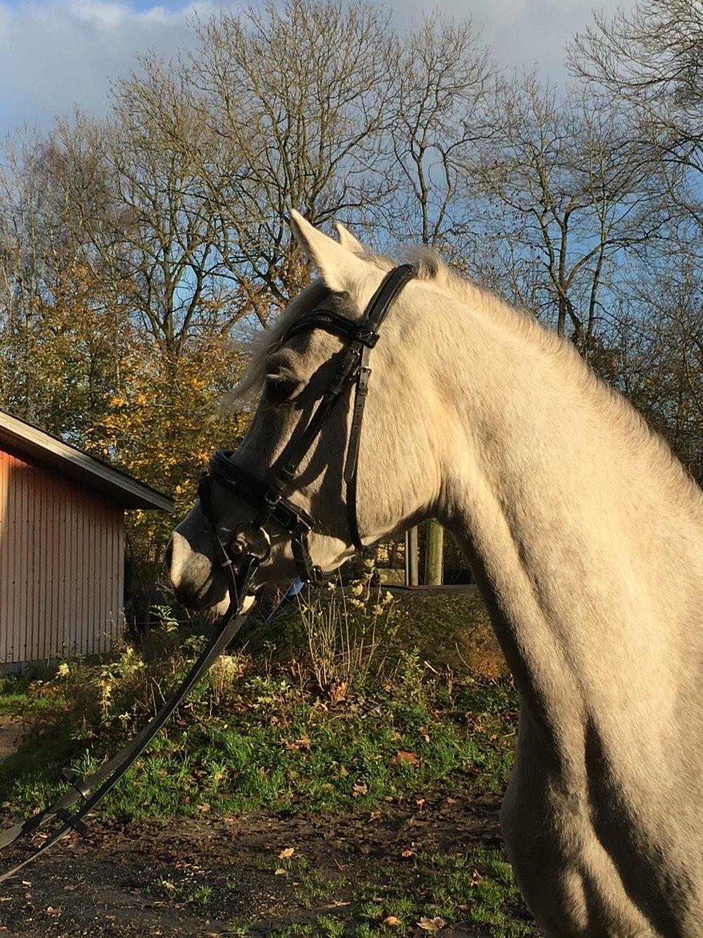 Arabisk fuldblod (OX) JBA JOANA OX -tidligere hest - NOVEMBER 2015 billede 26