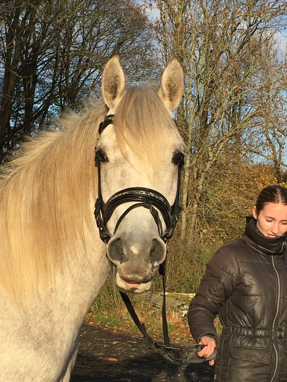 Arabisk fuldblod (OX) JBA JOANA OX -tidligere hest - min lille pony :-P november 2015 billede 27