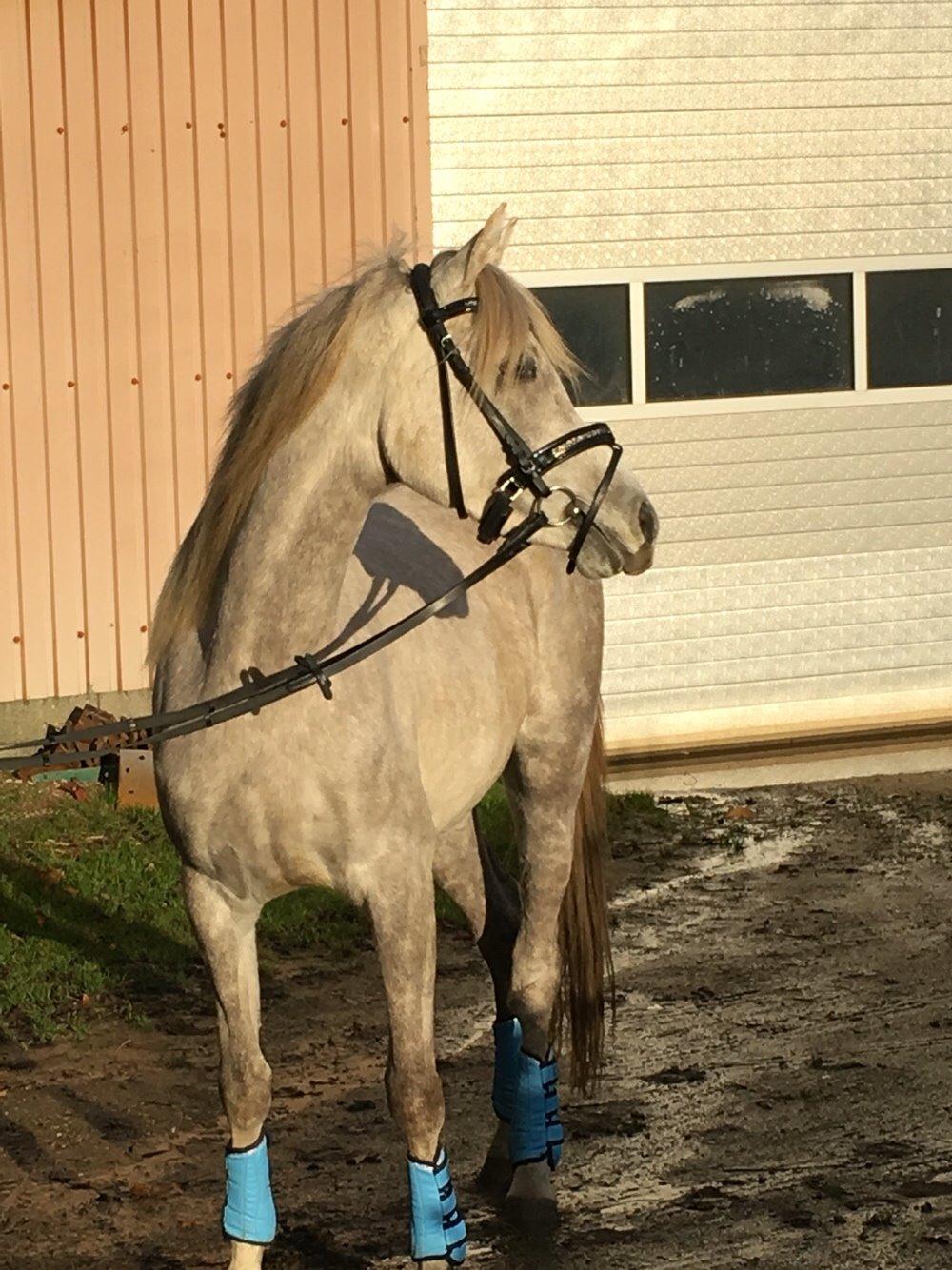 Arabisk fuldblod (OX) JBA JOANA OX -tidligere hest - NOVEMBER 2015 billede 31