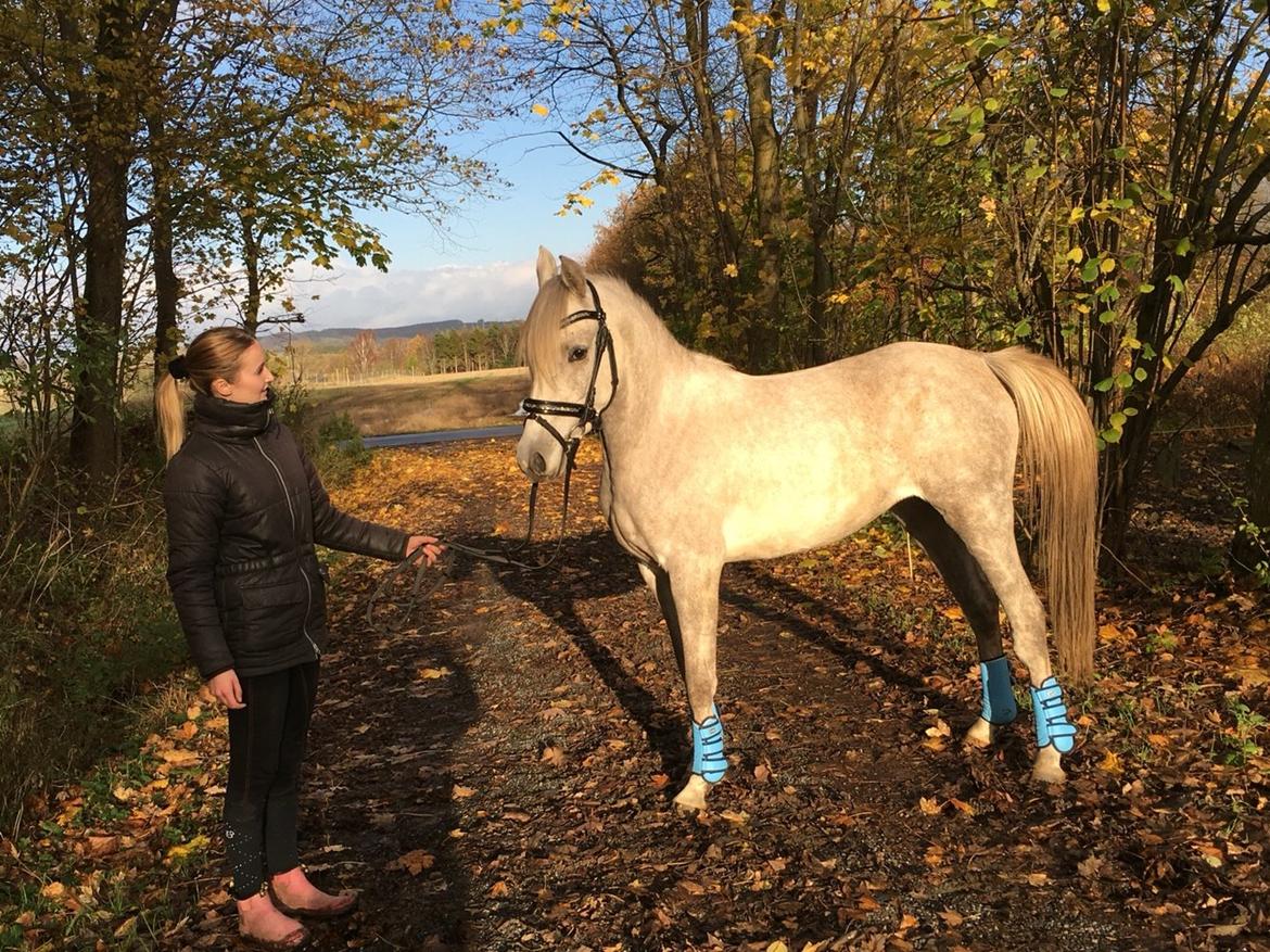 Arabisk fuldblod (OX) JBA JOANA OX -tidligere hest - NOVEMBER 2015 billede 34