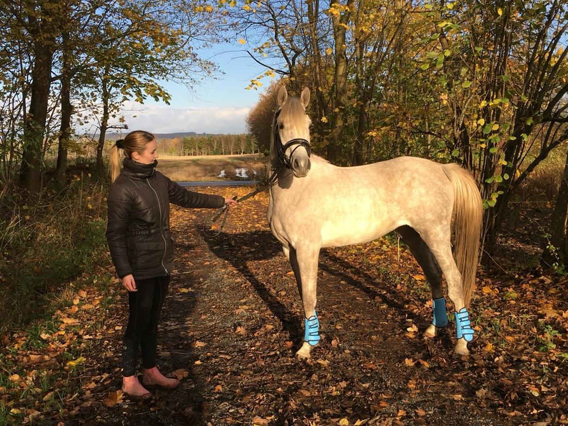 Arabisk fuldblod (OX) JBA JOANA OX -tidligere hest - NOVEMBER 2015 min smukke prinsesse pige <3 billede 2