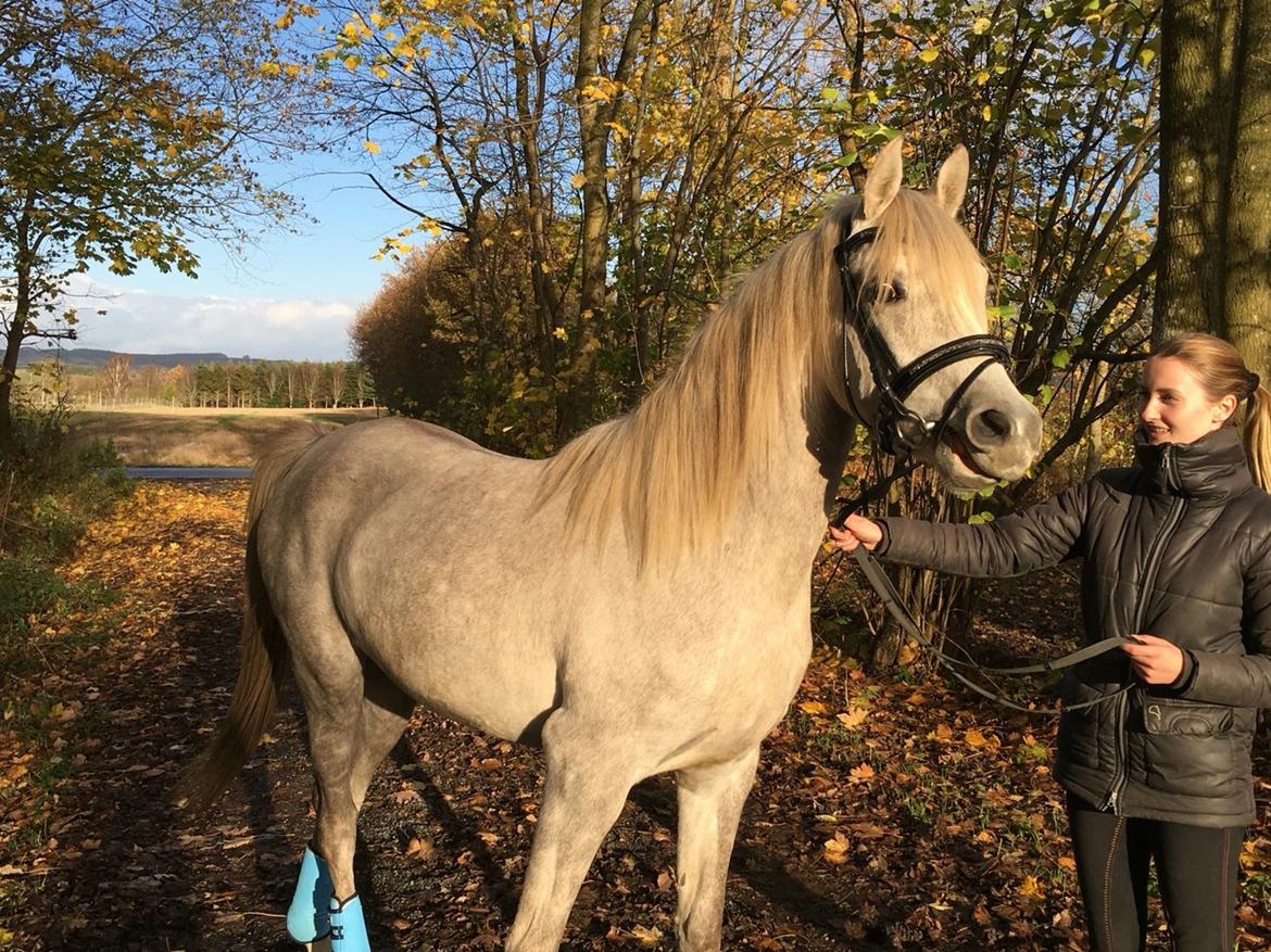 Arabisk fuldblod (OX) JBA JOANA OX -tidligere hest - NOVEMBER 2015 billede 35