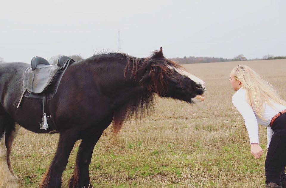 Irish Cob Lady Giga Of Ireland billede 26