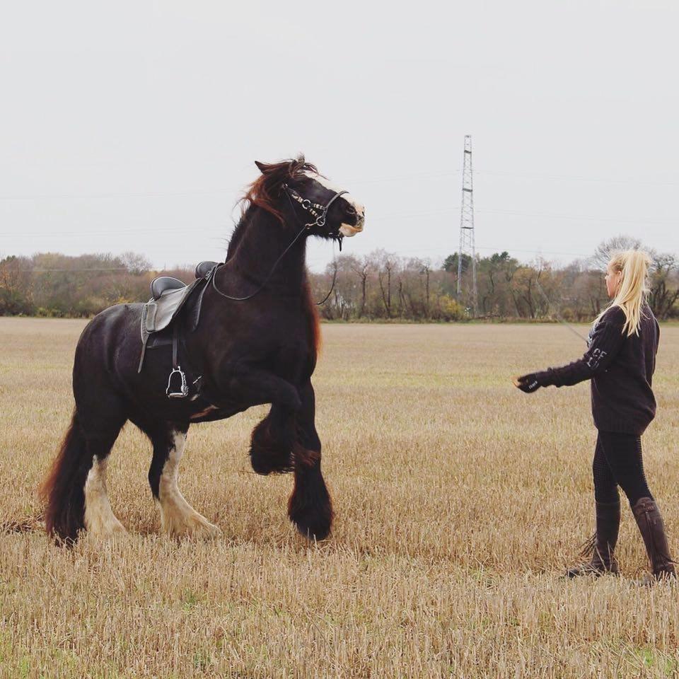 Irish Cob Lady Giga Of Ireland billede 11