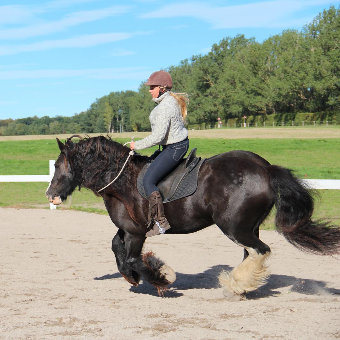 Irish Cob Lady Giga Of Ireland billede 18