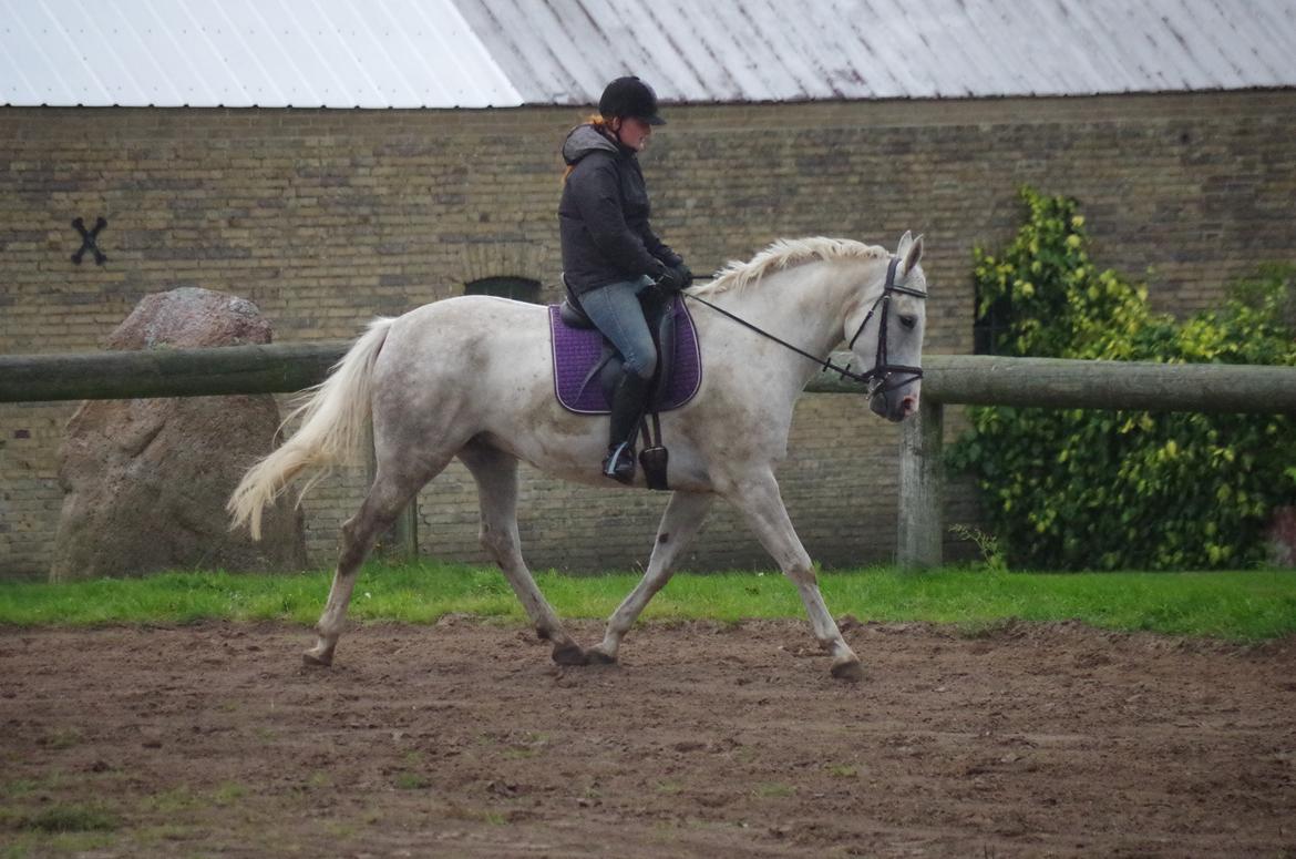 Anden særlig race Skonhøjs Belou billede 19