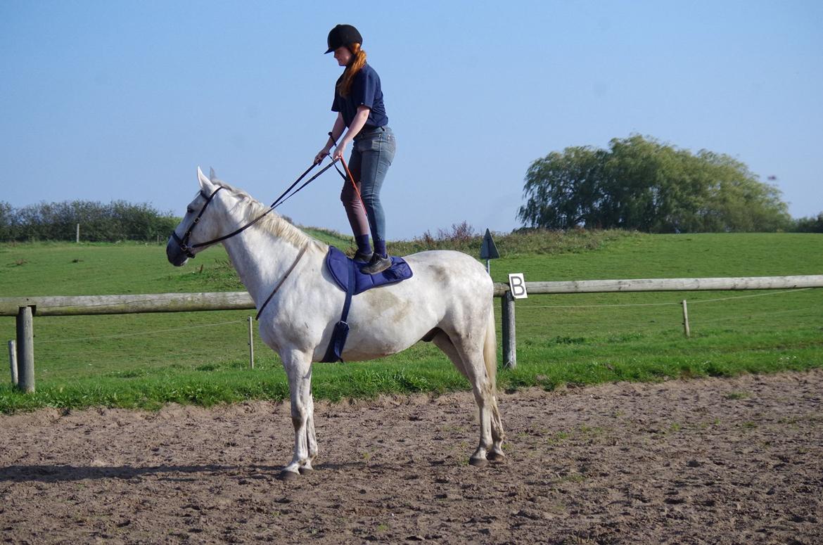 Anden særlig race Skonhøjs Belou billede 2