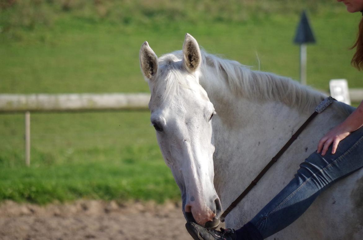 Anden særlig race Skonhøjs Belou billede 1