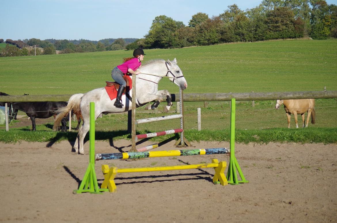 Anden særlig race Skonhøjs Belou billede 7