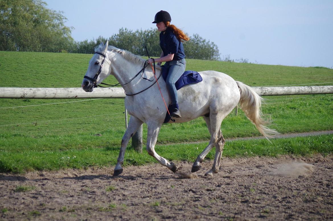 Anden særlig race Skonhøjs Belou billede 9