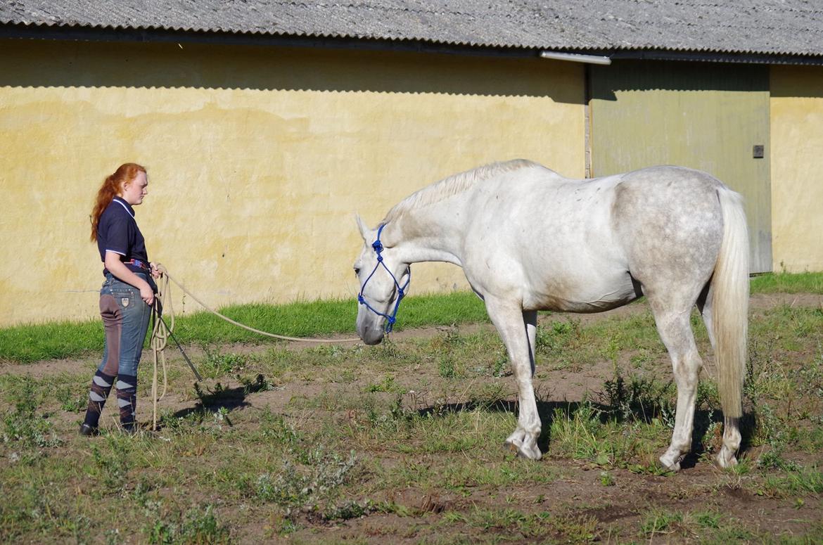 Anden særlig race Skonhøjs Belou billede 16