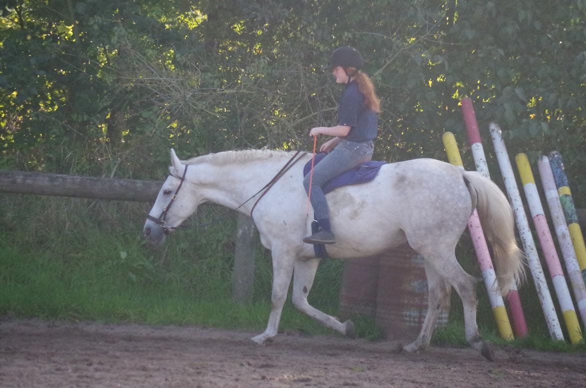 Anden særlig race Skonhøjs Belou billede 20