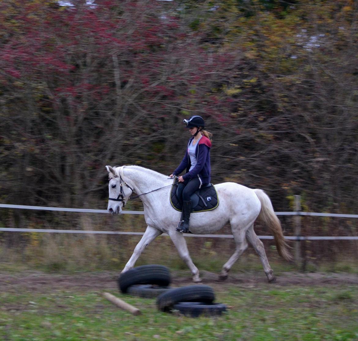 Anden særlig race Laura *Lånehest billede 14