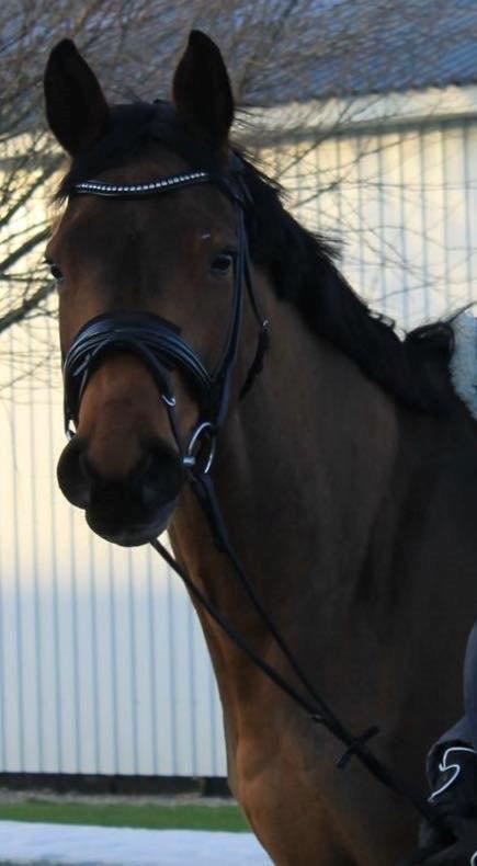 Dansk Varmblod Søndergaards Caredo billede 5