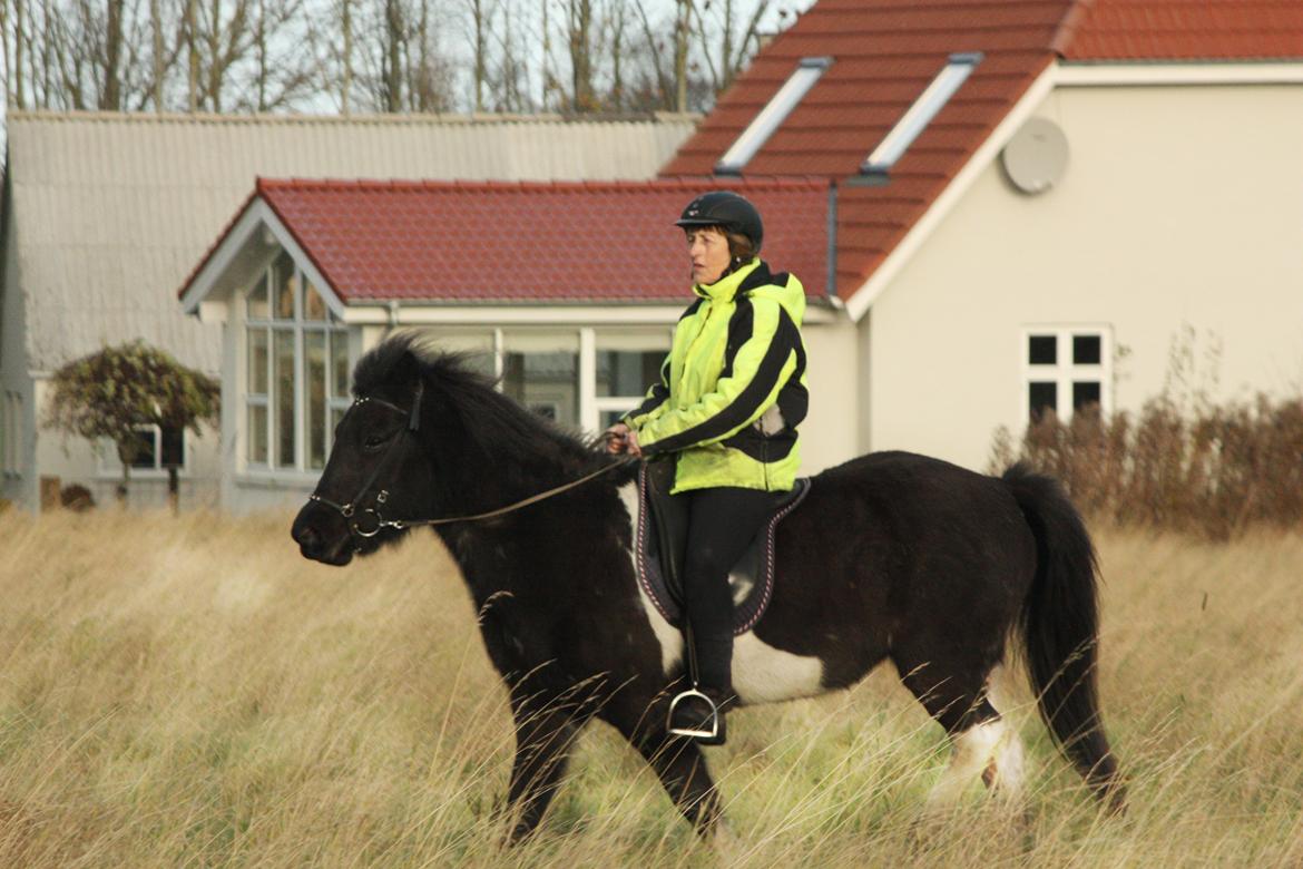 Islænder Depla fra Isstod billede 17
