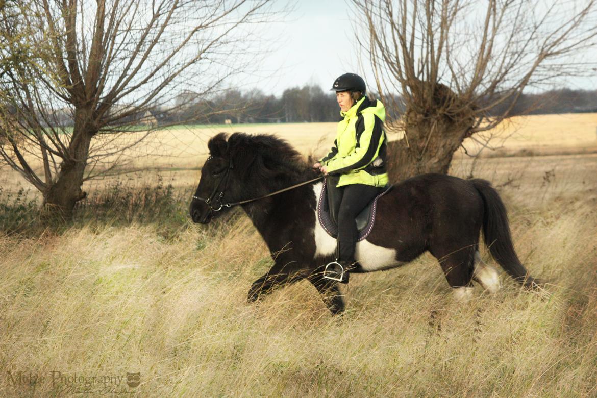 Islænder Depla fra Isstod billede 16