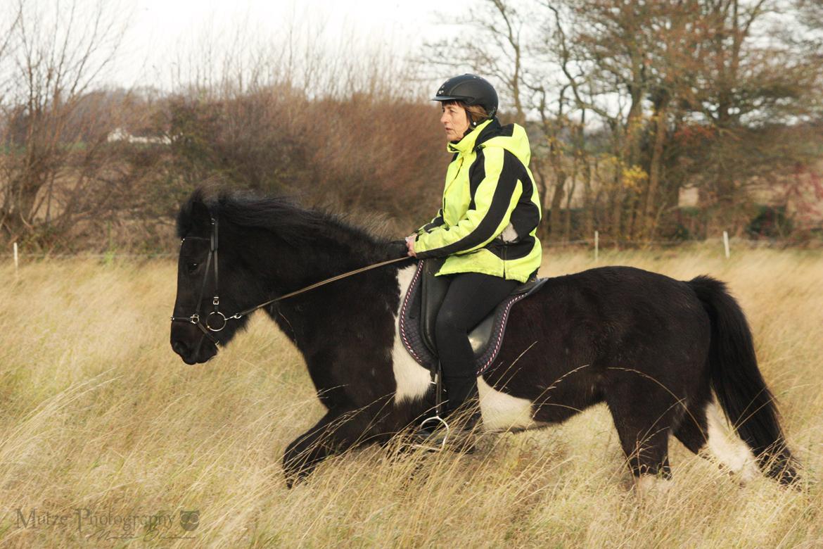 Islænder Depla fra Isstod billede 8