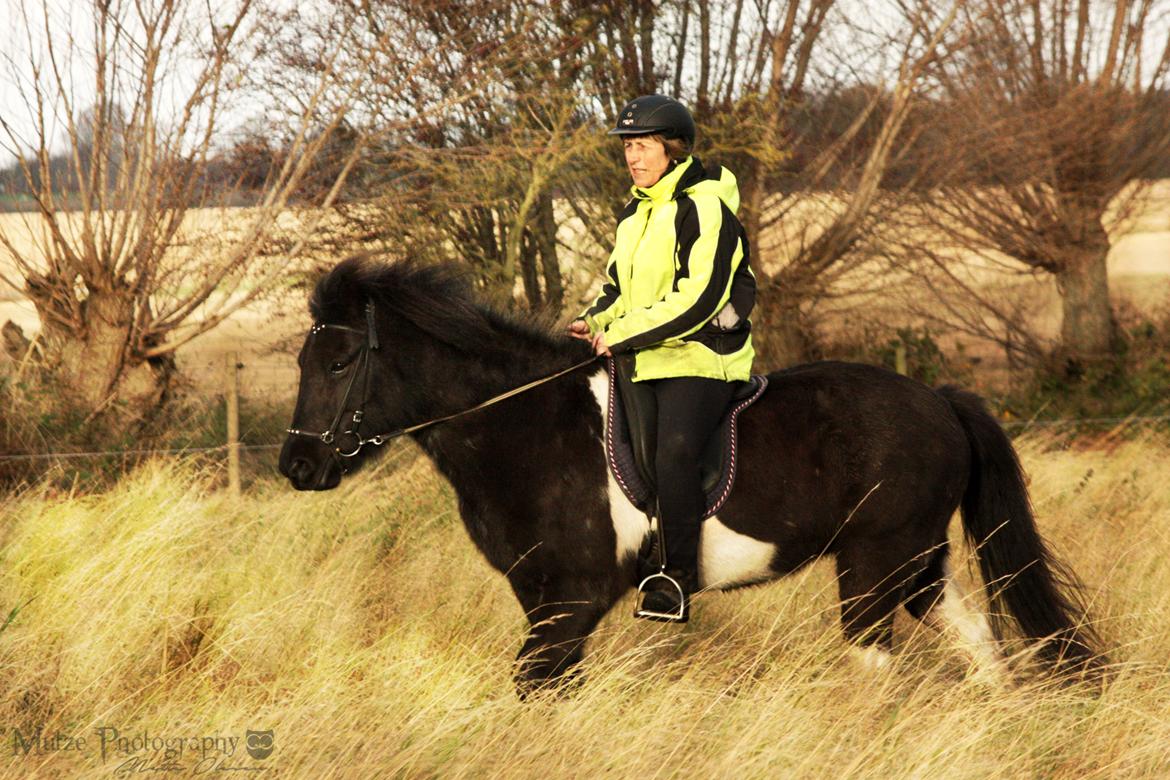 Islænder Depla fra Isstod billede 10