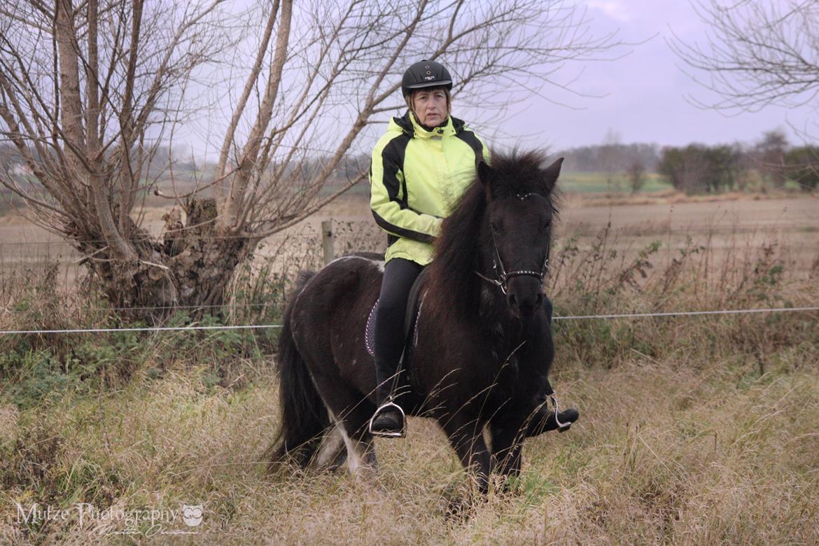 Islænder Depla fra Isstod billede 19