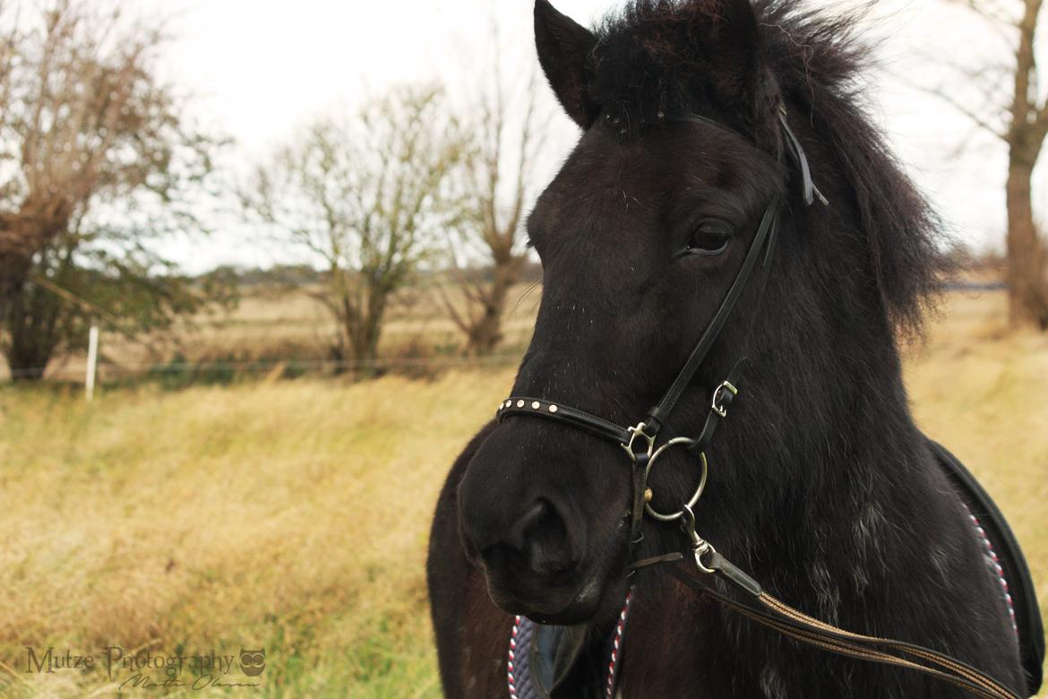 Islænder Depla fra Isstod billede 5
