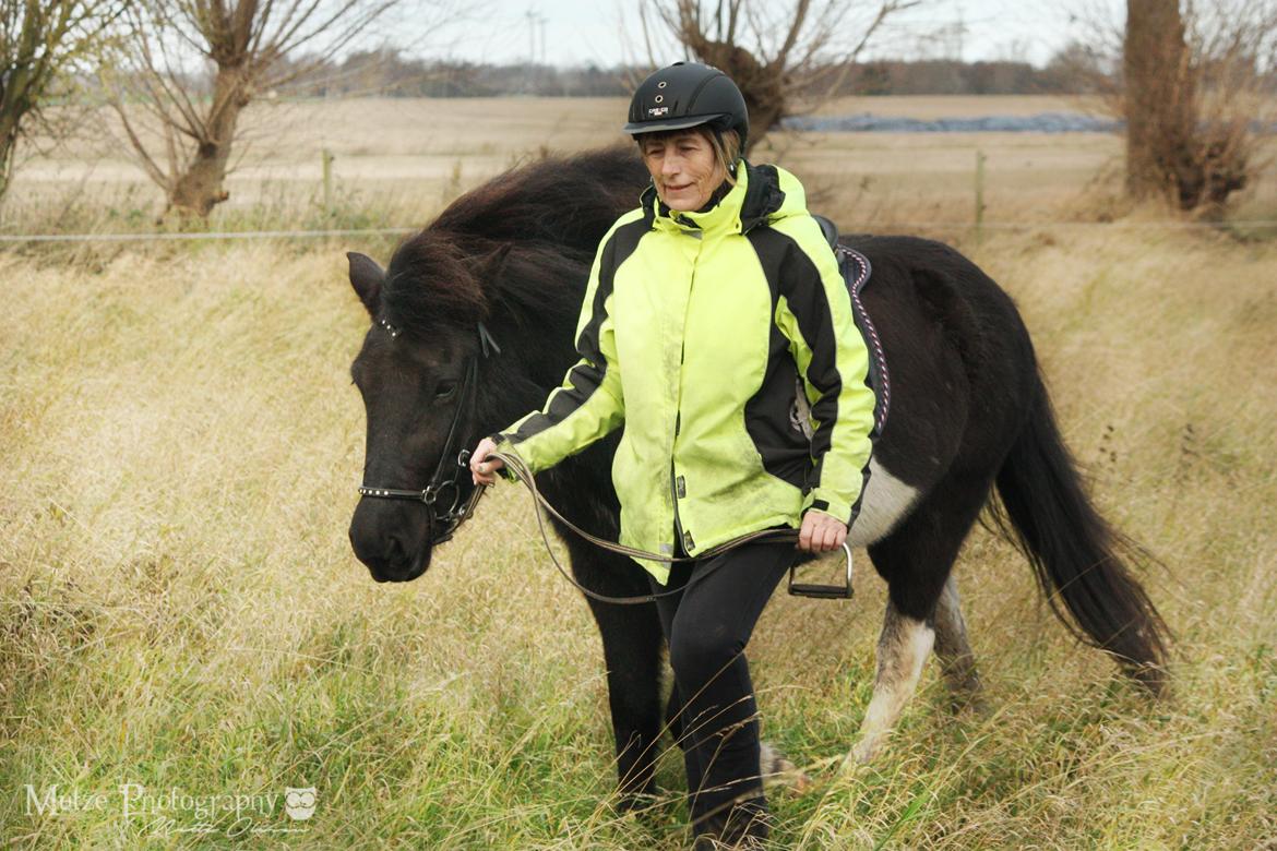 Islænder Depla fra Isstod billede 4