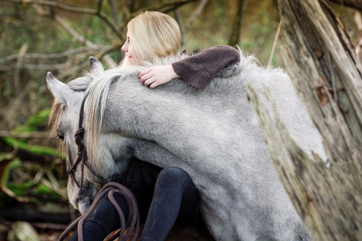 Highland Pony Torrin of Talisker billede 7