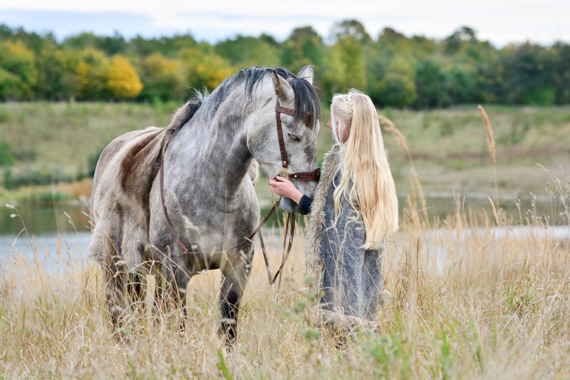 Pura Raza Española BS Alvaro billede 6