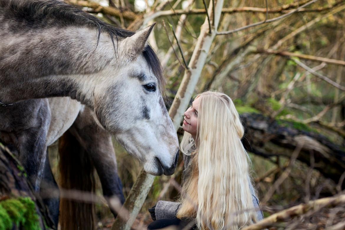 Pura Raza Española BS Alvaro billede 2