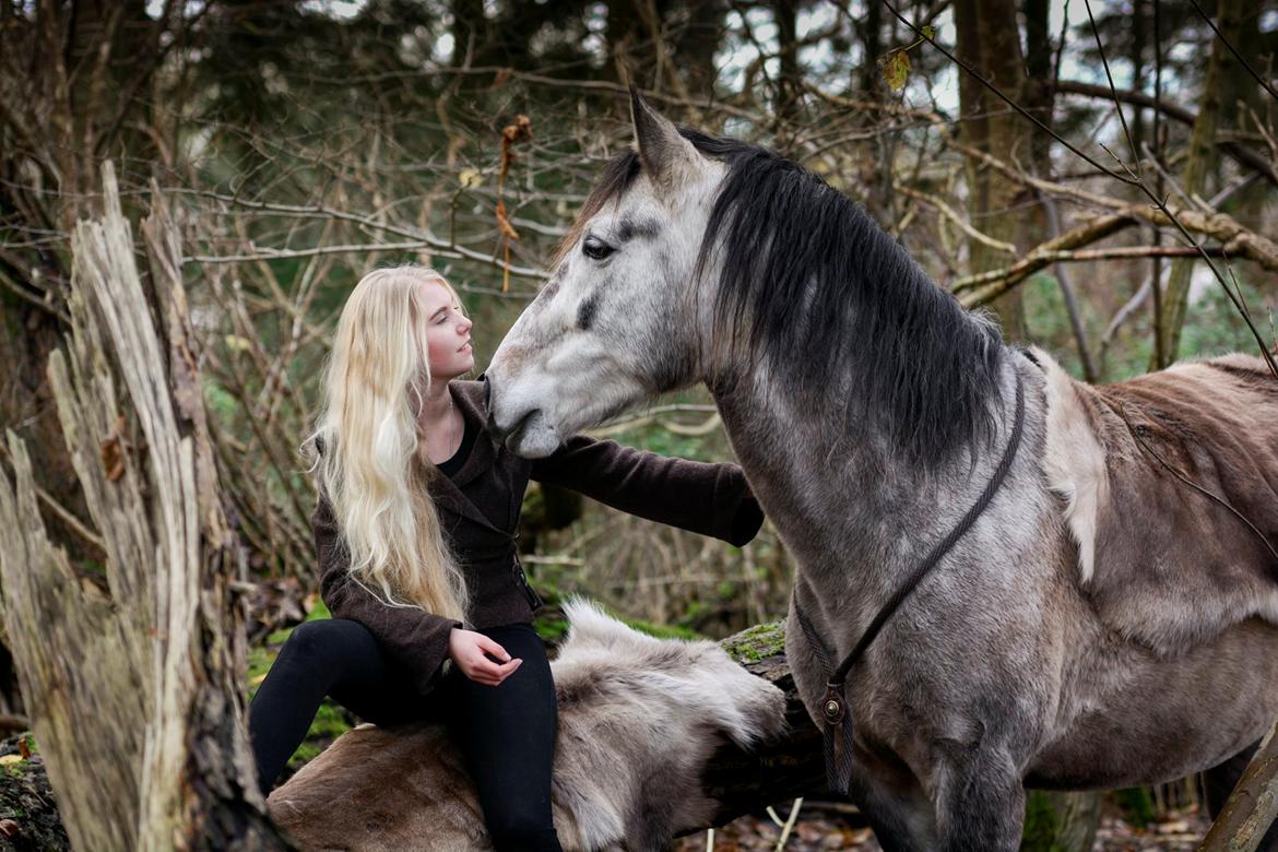 Pura Raza Española BS Alvaro billede 7