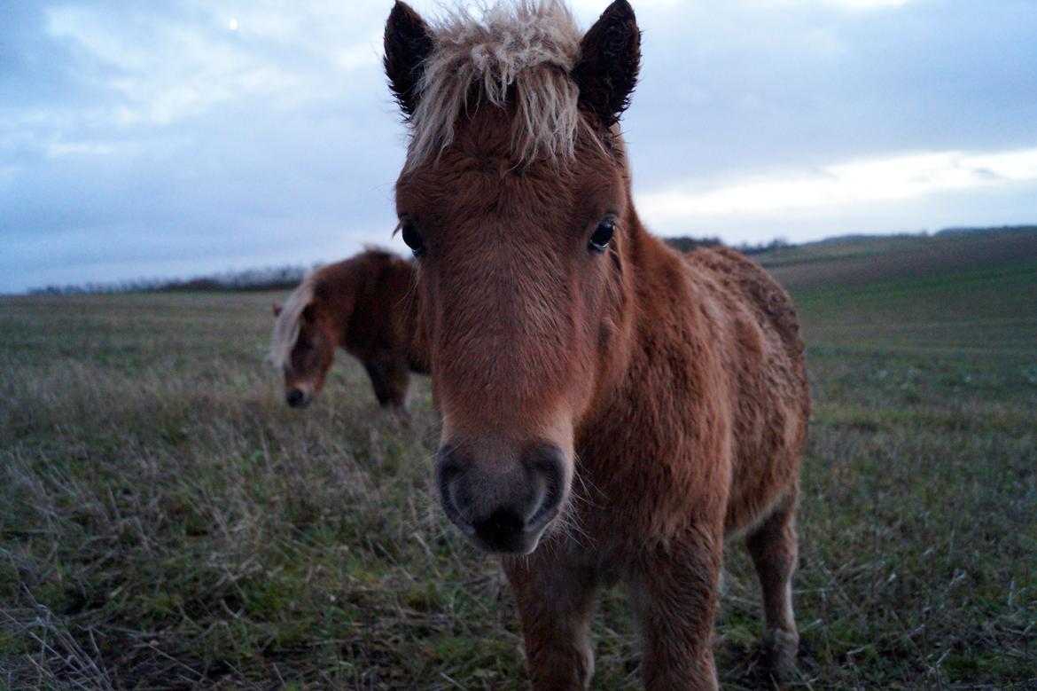 Shetlænder Dysagergaards Malaika - Nu er jeg en stor pige, jeg er nemlig blevet et halvt år! billede 3