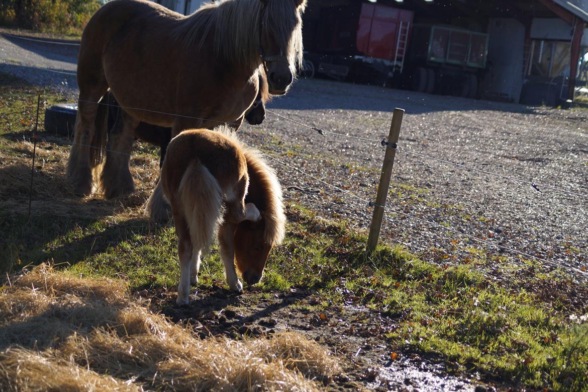 Shetlænder Dysagergaards Malaika - Det klør liiige der! billede 11