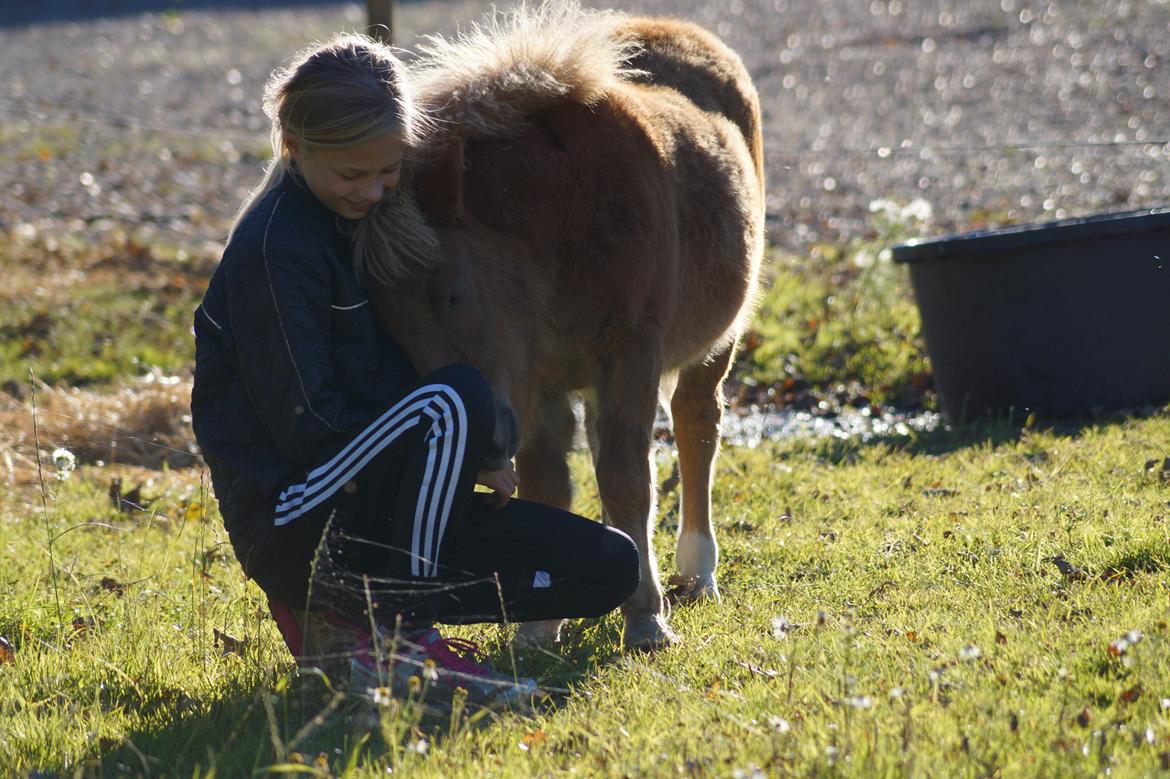 Shetlænder Dysagergaards Malaika - Malaika og Caroline hygger! billede 15