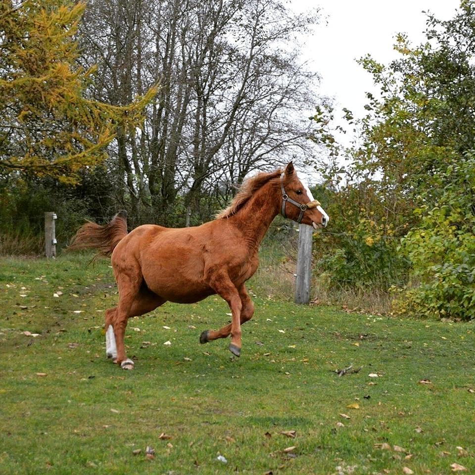 Anden særlig race Smart - Velkommen til. Smart i fuld firspring<3 #Foto-Daniela. billede 1