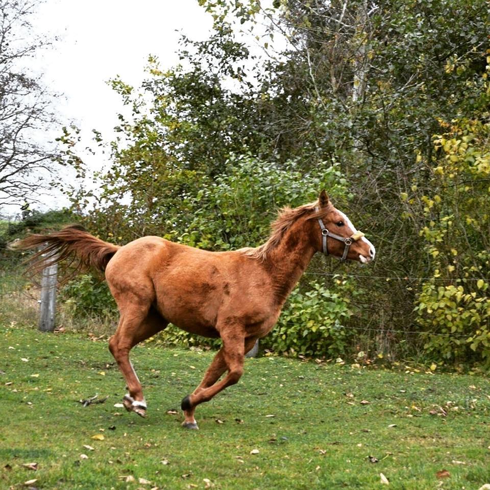 Anden særlig race Smart - Smukke tøs<3 #Foto-Daniela billede 5