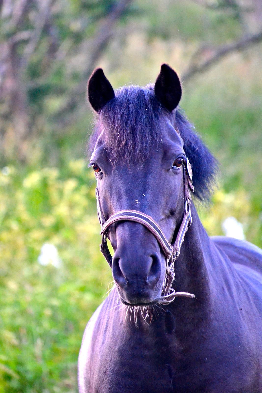 New Forest Lindholms Micky - Velkommen til smukke Mickys profil! billede 1