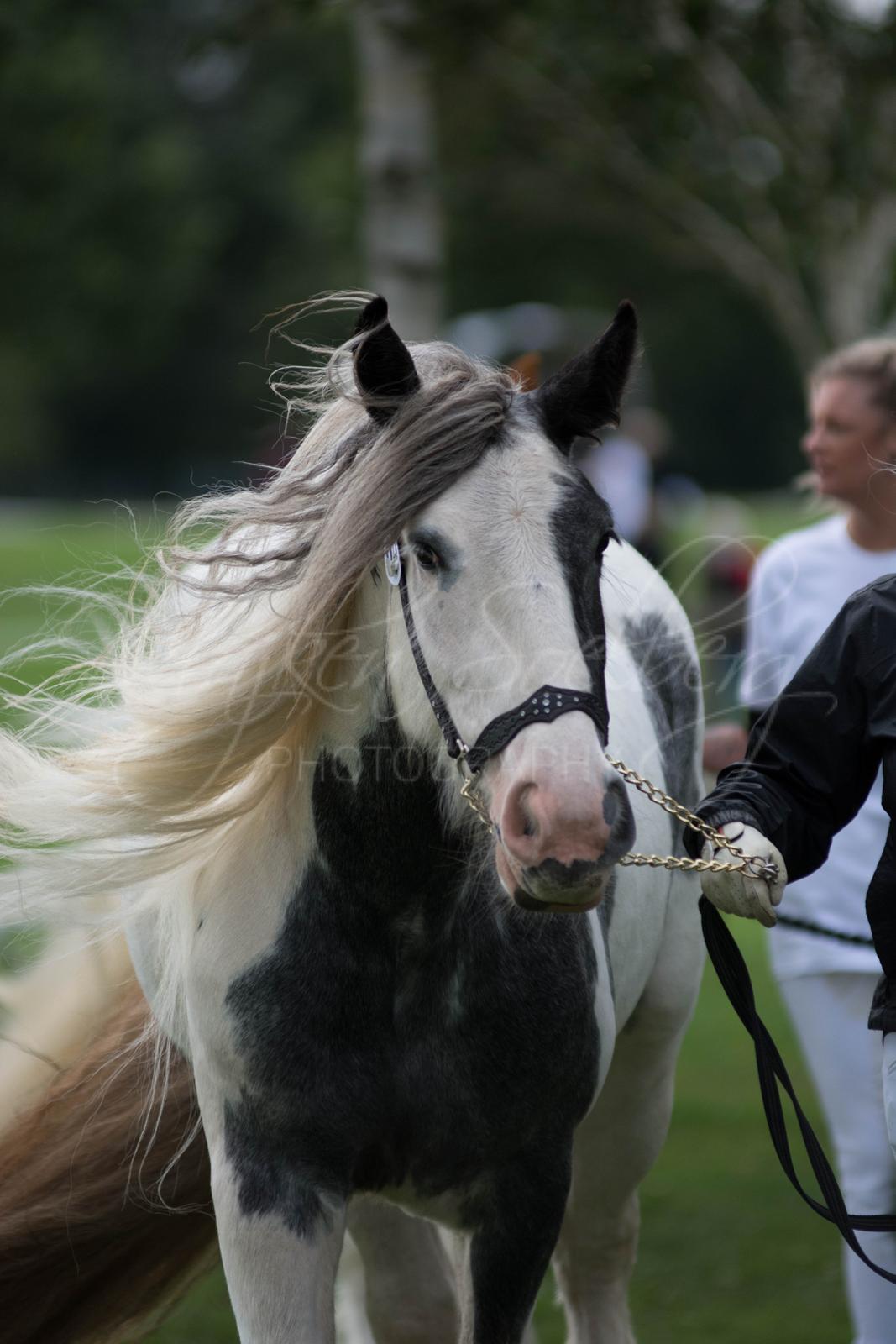Irish Cob Alana's Ayoe - Store hestedag 2015 billede 9