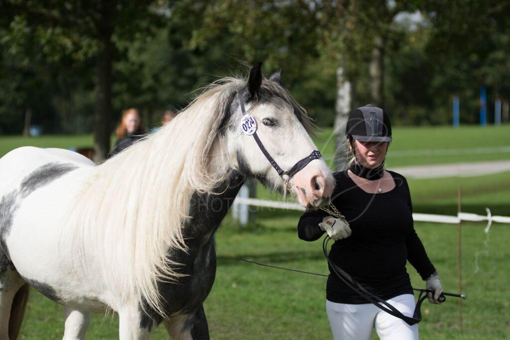 Irish Cob Alana's Ayoe - Store hestedag 2015 billede 8