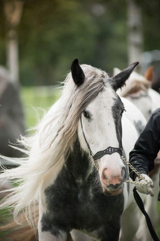 Irish Cob Alana's Ayoe - Store hestedag 2015 billede 6