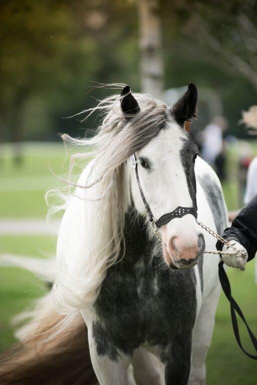 Irish Cob Alana's Ayoe - Store hestedag 2015 billede 1