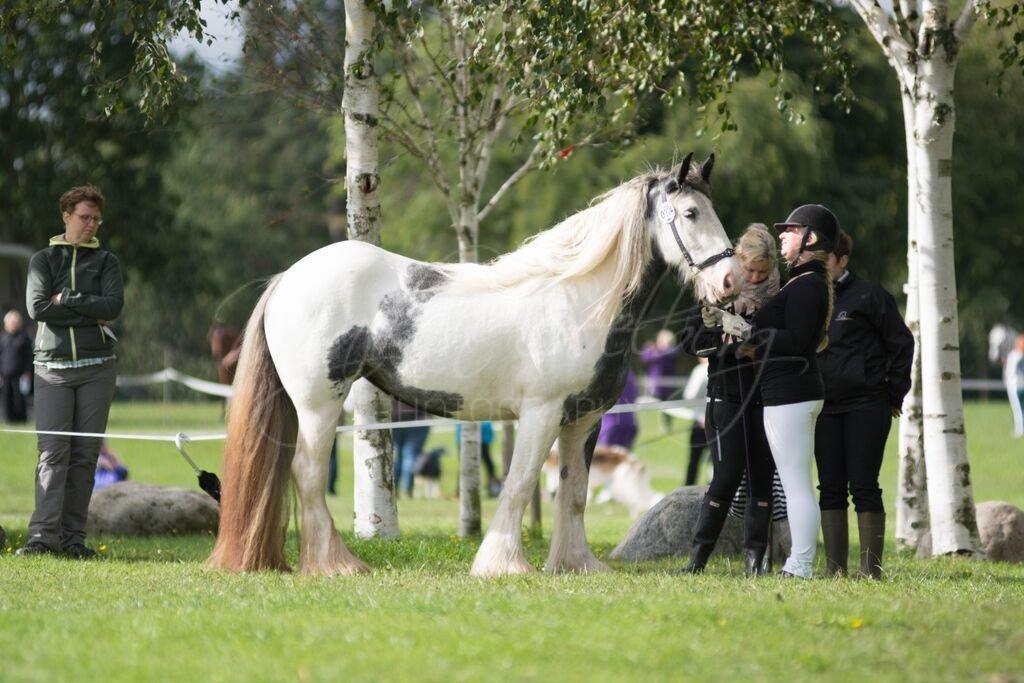 Irish Cob Alana's Ayoe - Store hestedag 2015 billede 7